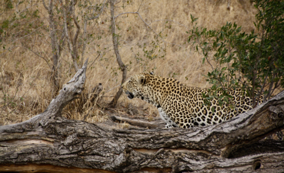 Krugerpark - Luipaard on the move