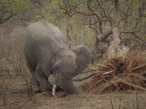 Rondreis van Johannesburg naar Kaapstad - na gedane arbeid even rusten