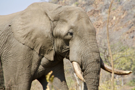 Krugerpark - Olifant Kruger