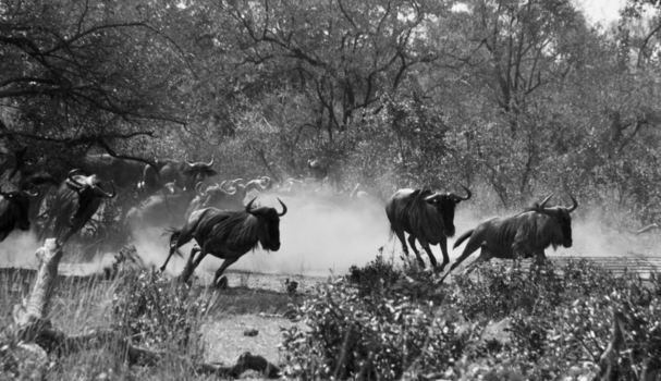 Krugerpark - Wildebeest op de vlucht