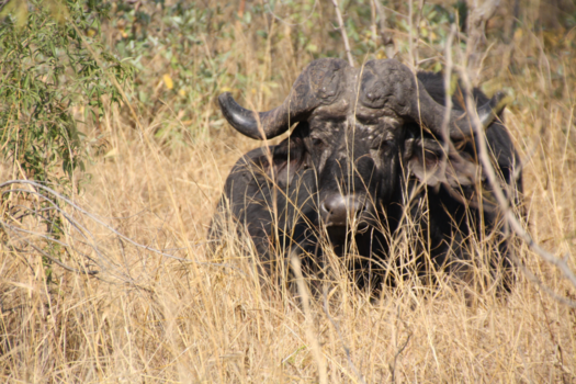 Krugerpark - Buffel in ruststand