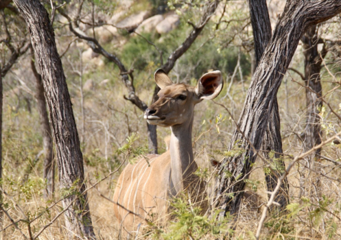 Krugerpark - Waakzaam