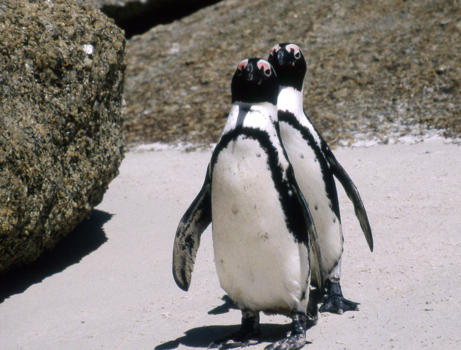 Kaapstad - Me and my twin