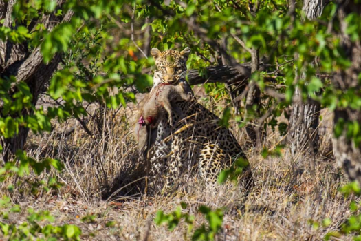 Rondreis van Johannesburg naar Kaapstad - Catch of the dsy