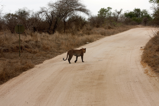 Rondreis van Johannesburg naar Kaapstad - Krugerpark, de laatste van de Big Five