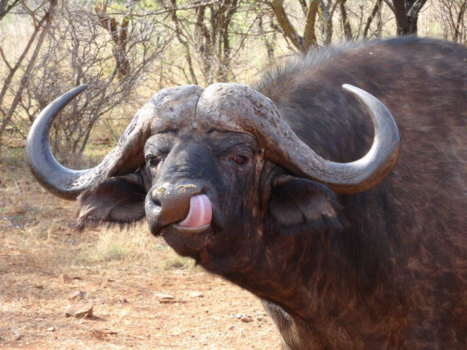 Rondreis van Johannesburg naar Kaapstad - De foto geniekste buffel 😃