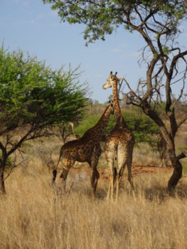 Rondreis van Johannesburg naar Kaapstad - Moeder en dochter