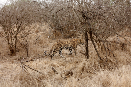 Rondreis van Johannesburg naar Kaapstad - En daar was hij dan toch nog, de laatste van de Big Five.
