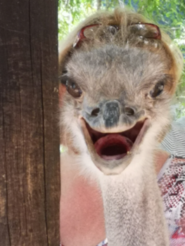 Rondreis van Johannesburg naar Kaapstad - Surprise