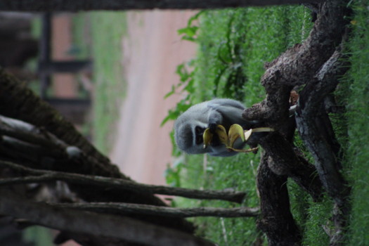 Rondreis Zuid-Afrika in twee weken - Aap met een gestolen banaan uit een kamper