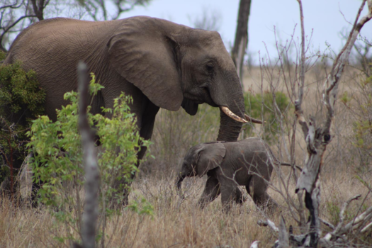 Rondreis Zuid-Afrika in twee weken - Happy family