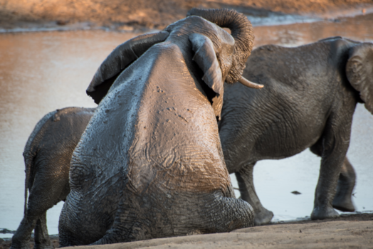 Rondreis Zuid-Afrika in drie weken - Zit Olifant aan meer.