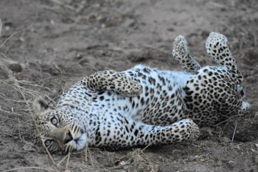 Rondreis van Johannesburg naar Kaapstad - Waanzinnig moment in Klaserie private reserve