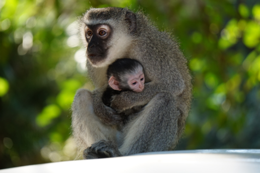 Rondreis van Johannesburg naar Kaapstad - Samen uit,samen thuis!