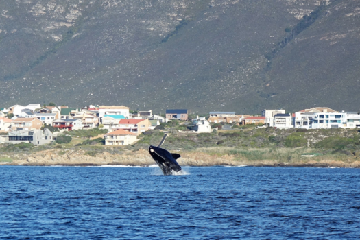 Rondreis van Johannesburg naar Kaapstad - Walvis spotten