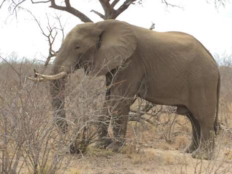 Rondreis van Johannesburg naar Kaapstad - Krugerpark