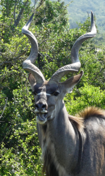 Rondreis Zuid-Afrika in drie weken - Carnaval