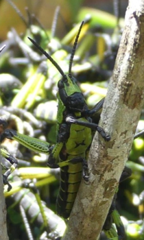 Rondreis Zuid-Afrika in drie weken
