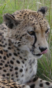 Rondreis Zuid-Afrika in drie weken