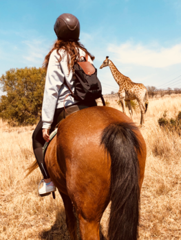 Johannesburg - African Horse safari