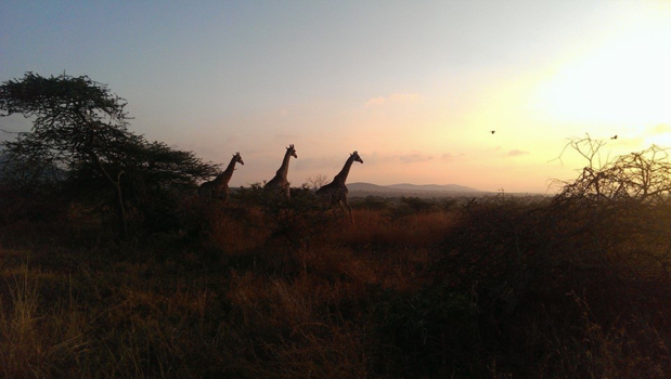 Kaapstad - Giraffen bij zonsopgang
