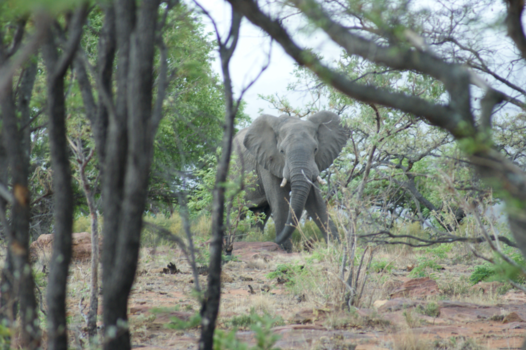 Welgevonden Game Reserve - Peek a boo