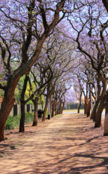 Rondreis van Johannesburg naar Kaapstad - Jacarandapracht in Pretoria