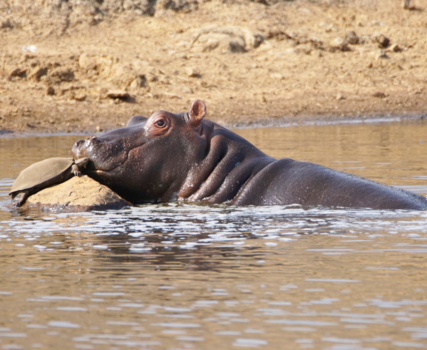 Pretoria - Kiss my friend