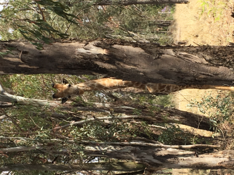 Johannesburg - Verstoppertje spelen