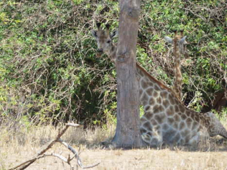 Rondreis Zuid-Afrika in twee weken - He he, even bijkomen ........