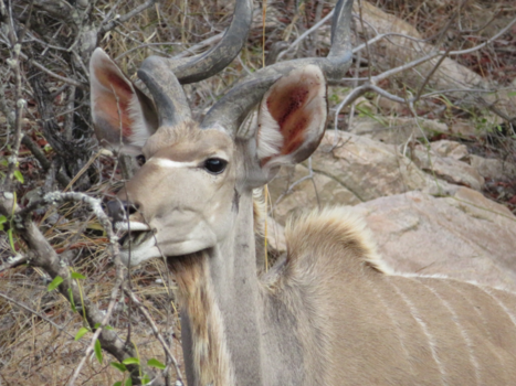 Rondreis Zuid-Afrika in twee weken - Kudu in Kruger Park