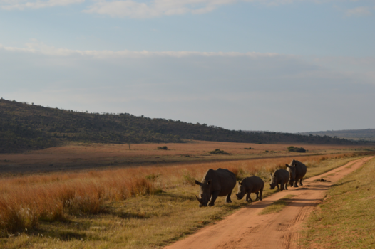 Johannesburg - Tjoeke tjoeke, RHINOS!