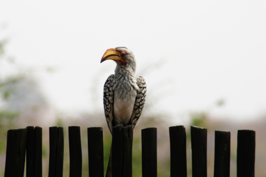 Krugerpark - Meneer de directeur wachtte ons op een hekje op