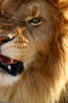 Rondreis van Johannesburg naar Kaapstad - 'Wild'life in Africa.