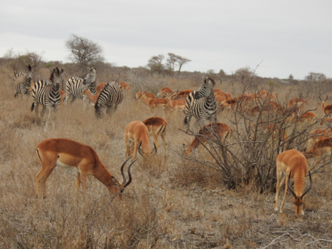 Rondreis van Johannesburg naar Kaapstad - Zo heerlijk samen!