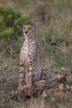 Rondreis Zuid-Afrika in drie weken - Afrika