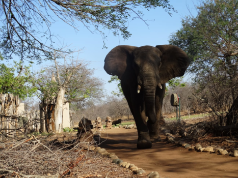 Rondreis van Johannesburg naar Kaapstad - Boze olifant
