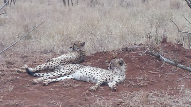 Rondreis van Johannesburg naar Kaapstad - Kijk ons tweeën