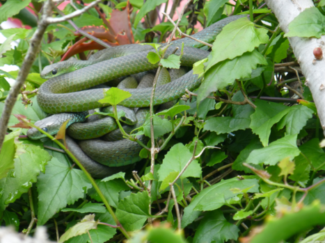 Rondreis Zuid-Afrika in drie weken - Tel het aantal groene mamba's