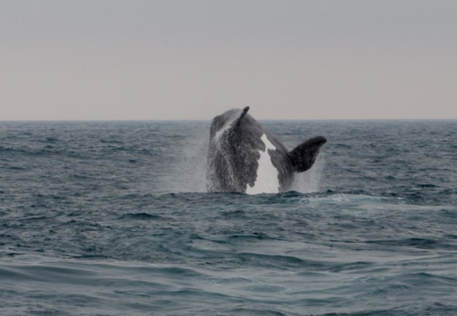 West-Kaap - Walvissen