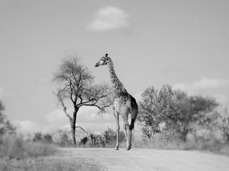 Krugerpark - iK GA VOOR NIEMAND OPZIJ