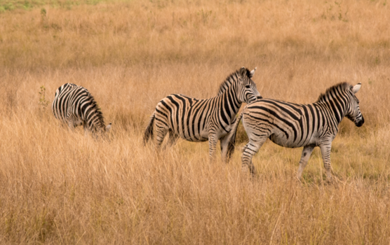 Rondreis Zuid-Afrika in drie weken - Safarie zuid-afrika
