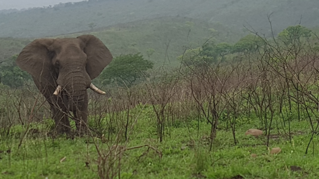 Rondreis van Johannesburg naar Kaapstad - Prachtige olifant