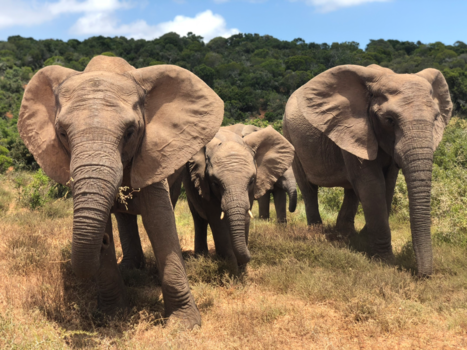 Rondreis van Johannesburg naar Kaapstad - Machtige olifanten (gemaakt met iPhone)