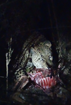 Krugerpark - Hungry leopard by night