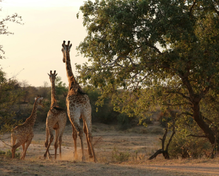 Krugerpark - Run together, stay together