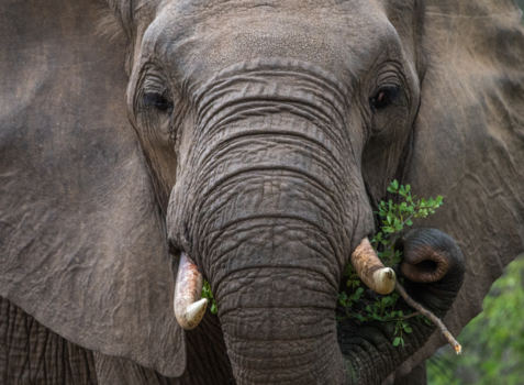 Rondreis Zuid-Afrika in twee weken - Zuid Afrika .