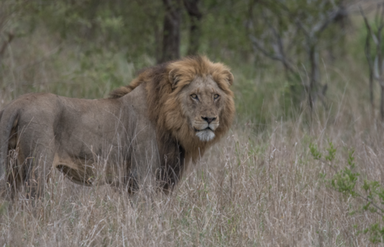 Rondreis Zuid-Afrika in twee weken - Het mooie Kruger Park Zuid Afrika ..