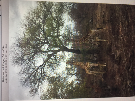 Rondreis van Johannesburg naar Kaapstad - Giraffen in Kruger Park 4-10-2018
