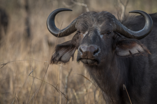 Rondreis Zuid-Afrika in twee weken - Krugerpark één van de Big 5 ...